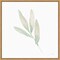 Sage Leaves III by Katrina Pete 16-in. W x 16-in. H. Canvas Wall Art Print Framed in Natural